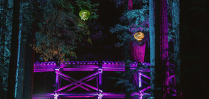 Sequoias at Night Roaring Camp Felton: A Magical Light Art Experience in Nature