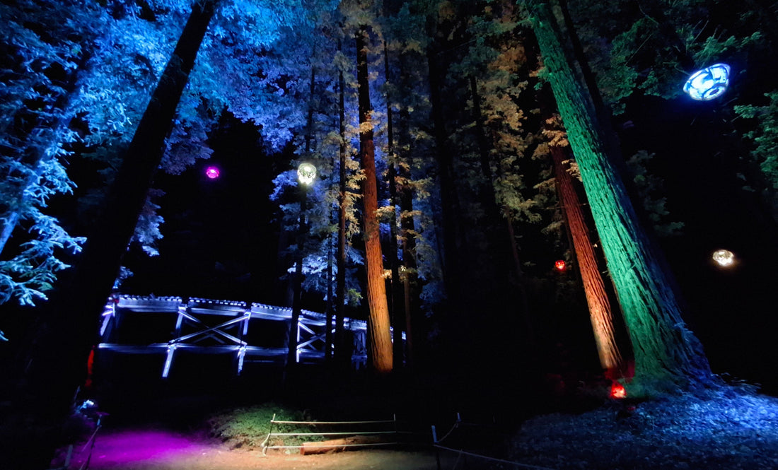 Sequoias at Night 2026: A Forest Written in Light and Shadow