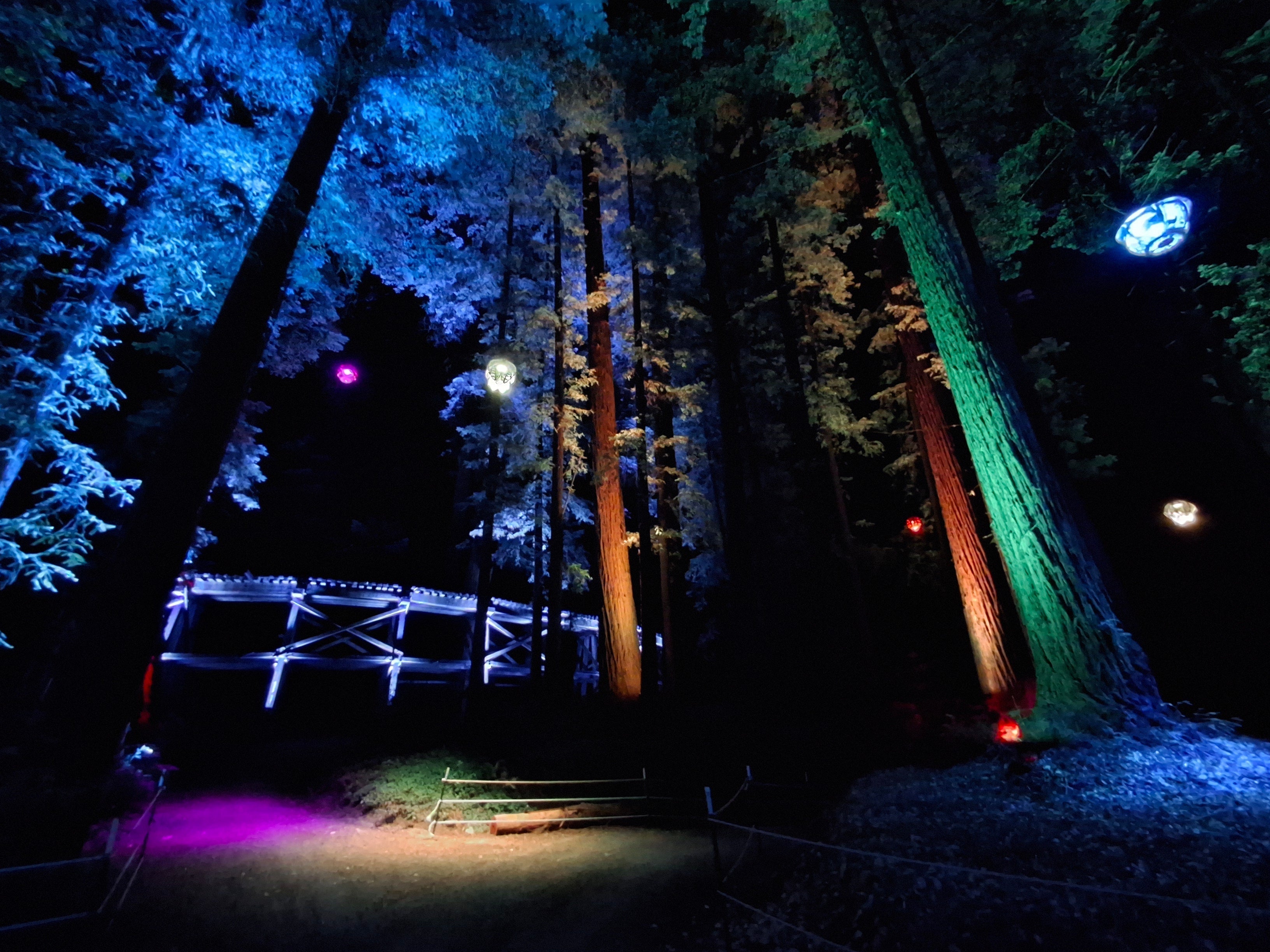 Sequoias at Night 2026: A Forest Written in Light and Shadow